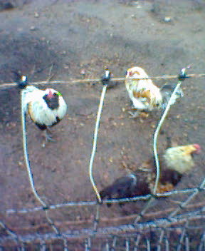 Image sent: 200312050833